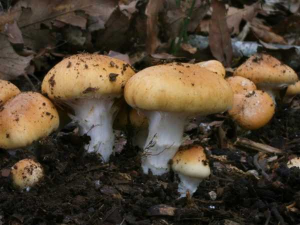 Описание ядовитых и съедобных видов гриба паутинника: жёлтого, фиолетового, превосходного и благородного
