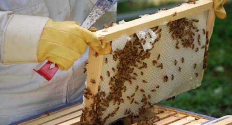 Выгодно ли пчеловодство как бизнес. Что нужно для открытия пасеки. Размер первоначальных денежных вложений и прибыль от пасеки. Какие продукты пчеловодства можно получить на пасеке.