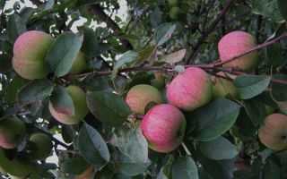Яблоня «мельба»: описание сорта, достоинства и недостатки