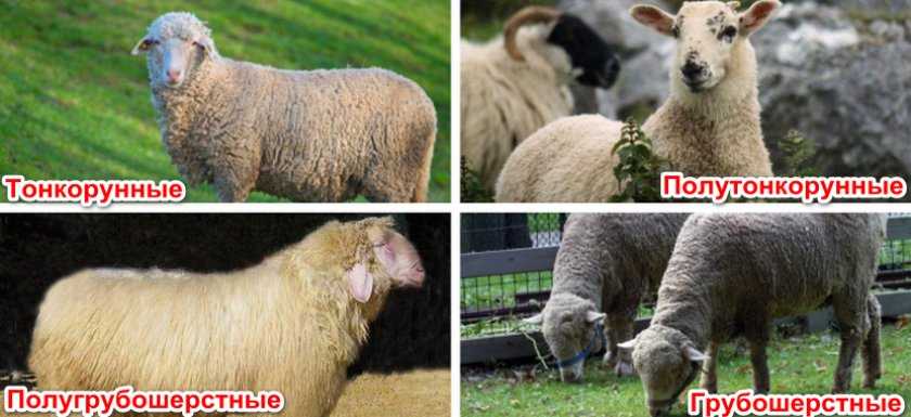 Разведение, содержание, кормление овец в домашних условиях для начинающих.