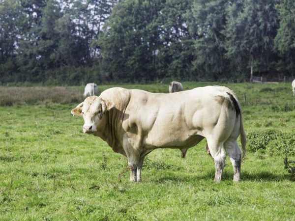 Самые большие быки и коровы в мире (29 фото): самый огромный домашний скот, самый крупный и тяжелый бык за всю историю, рекордсмены в россии и австралии
