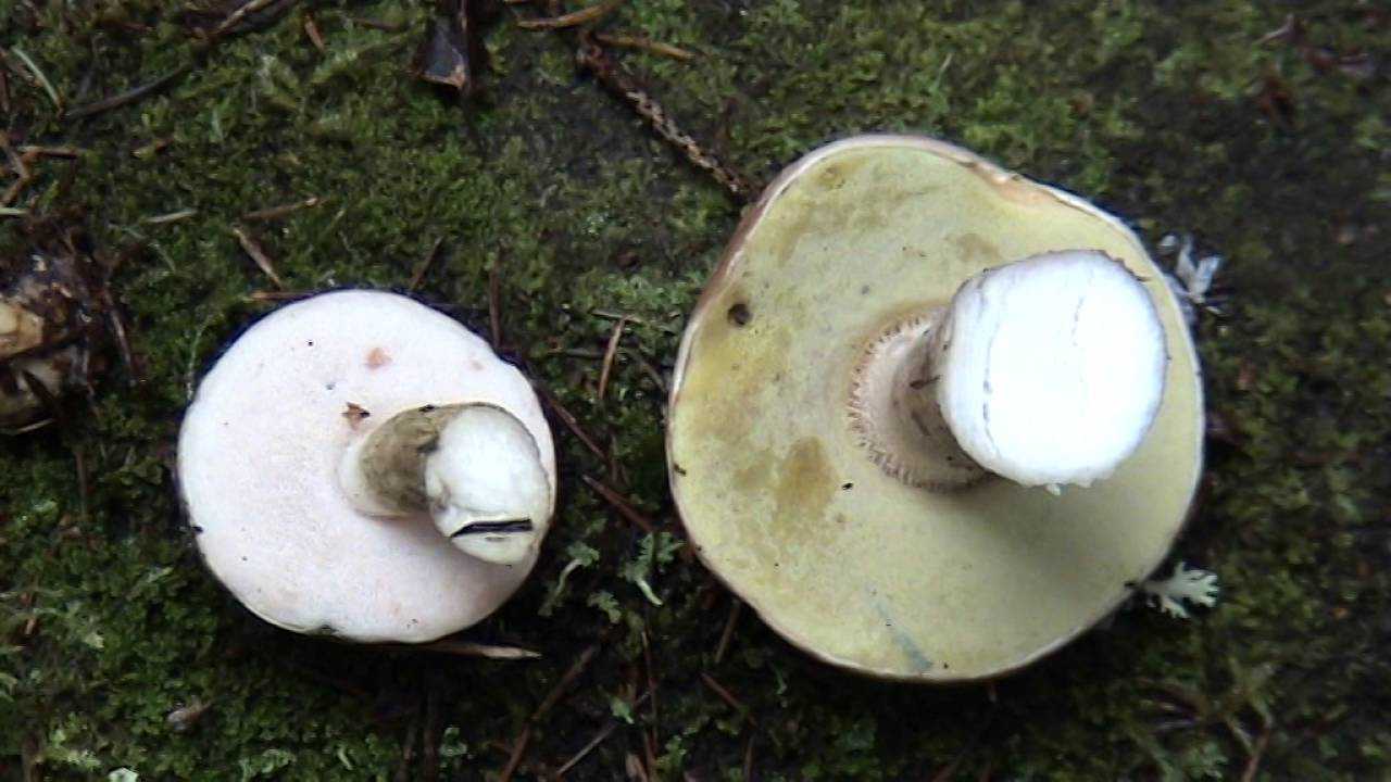 Топ 10 грибов из березовой посадки или леса