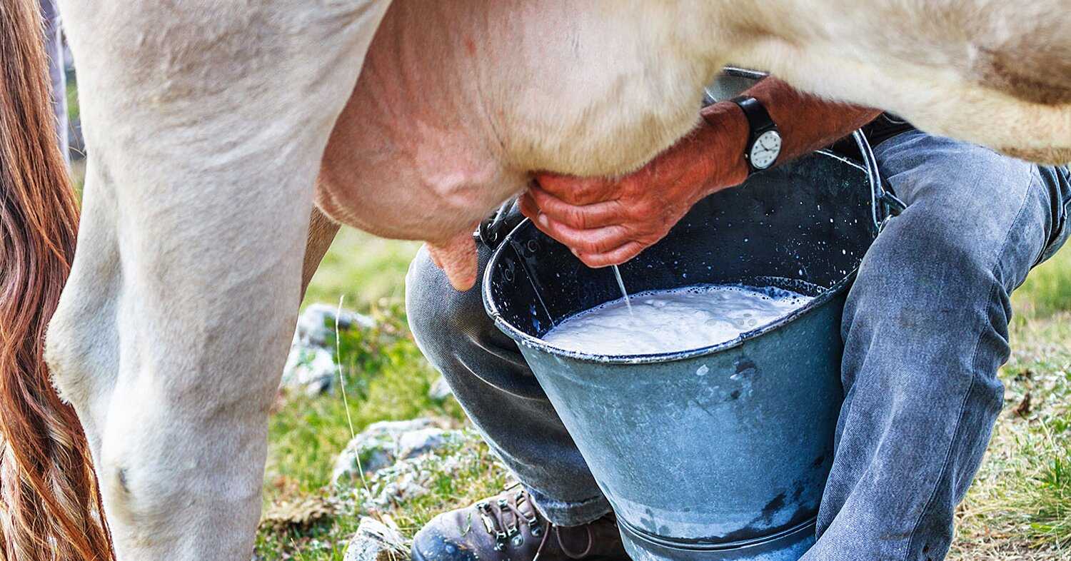 Почему горчит молоко у коров? коровье молоко горькое, если постояв скисает, что это значит и что делать