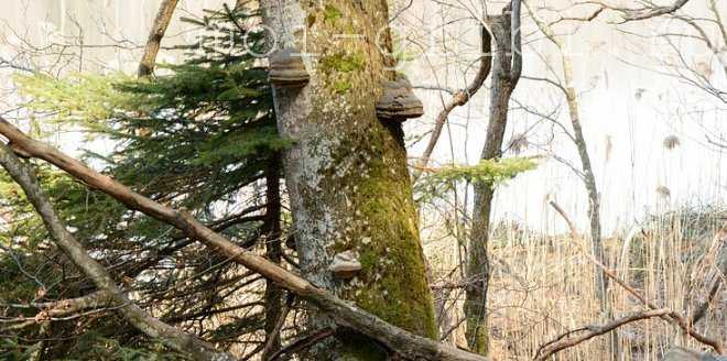 Грибы трутовики на деревья: что делать при обнаружении | общество | селдон новости