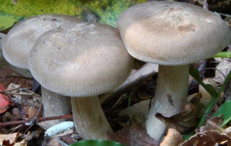 Рядовка бело-коричневая: фото и описание гриба
