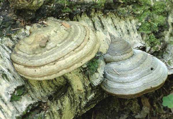Трутовики: описание гриба, ядовитые или съедобные виды,
