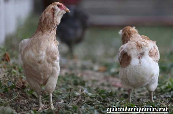 Амераукана порода кур – описание, содержание, фото и видео