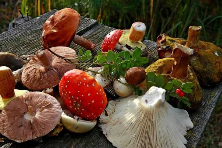 Ложный белый гриб: фото и описание, как отлечить
