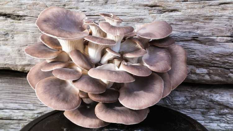 Фото грибов вешенок: общее описание, внешний вид, места произрастания, съедобность. Их разновидности, подробное описание.