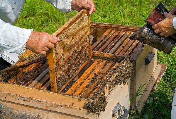 Содержание пчел в многокорпусных ульях – технология и методы пчеловождения