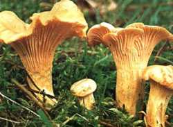 Почему есть грибы полезно и для организма, и для планеты :: здоровье :: рбк стиль