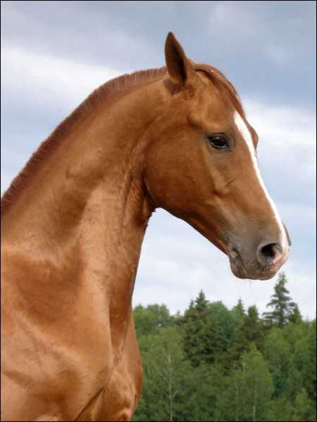 Донская лошадь: описание породы и история происхождения