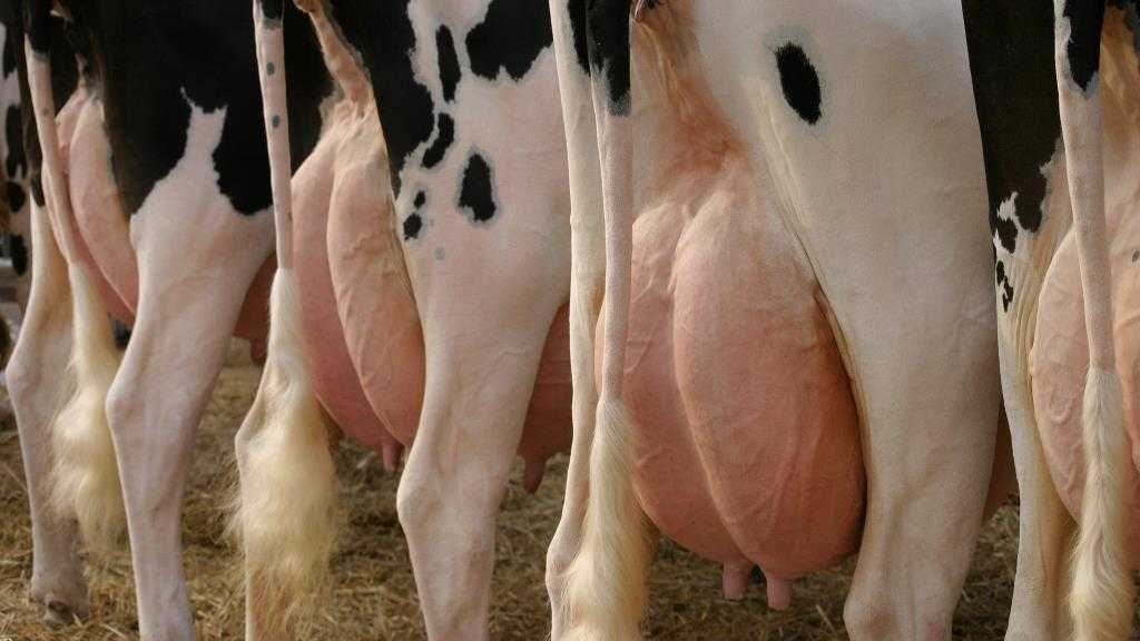 Молокообразование у КРС: когда появляется молоко у коровы, периоды лактации. Дает ли корова молоко без отела, что влияет на его качество и количество.