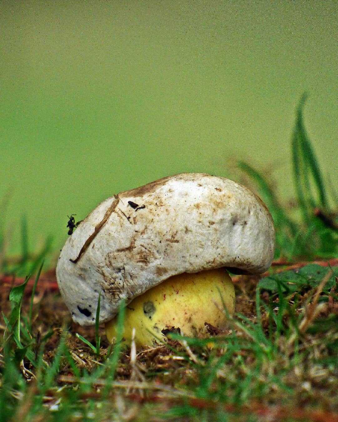 Колпак кольчатый (съедобный гриб): фото и описание