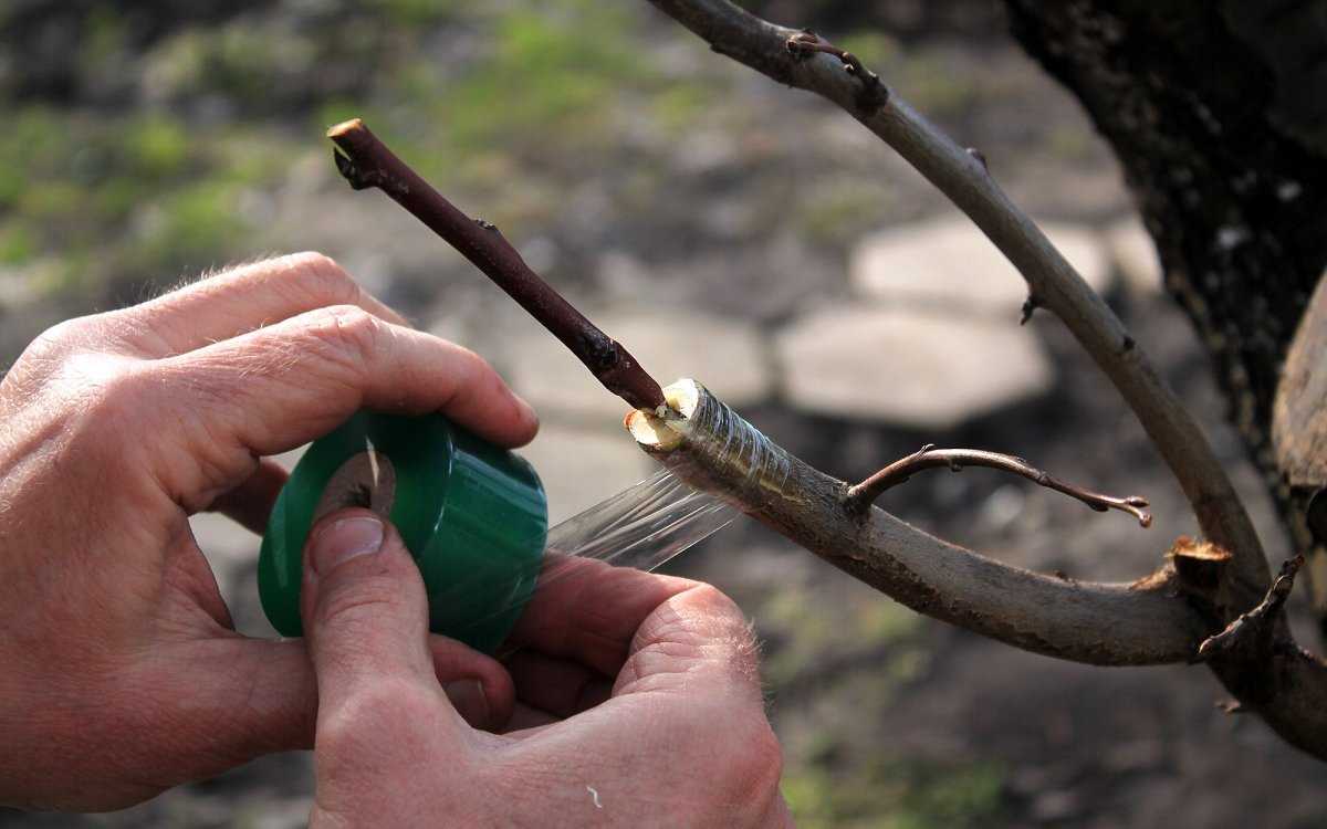 Как привить яблоню: сроки и пошаговая инструкция для начинающих