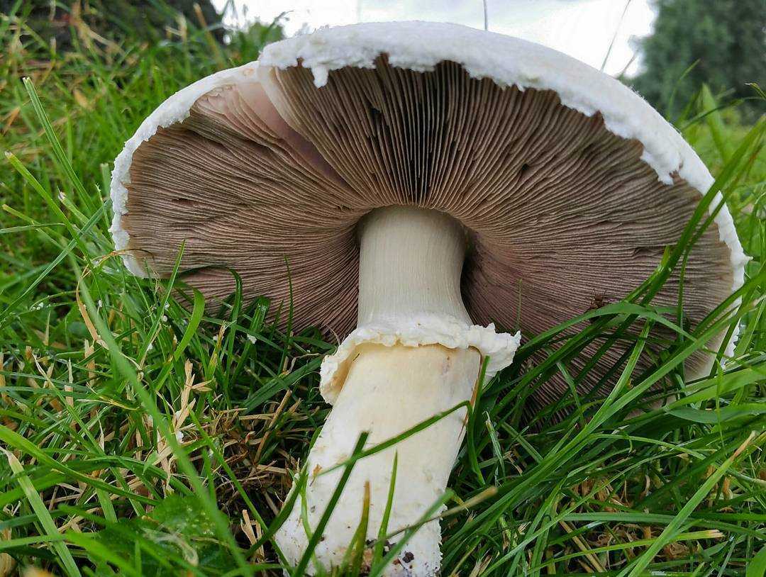 Описание и сходные виды ядовитого гриба – шампиньона желтокожего