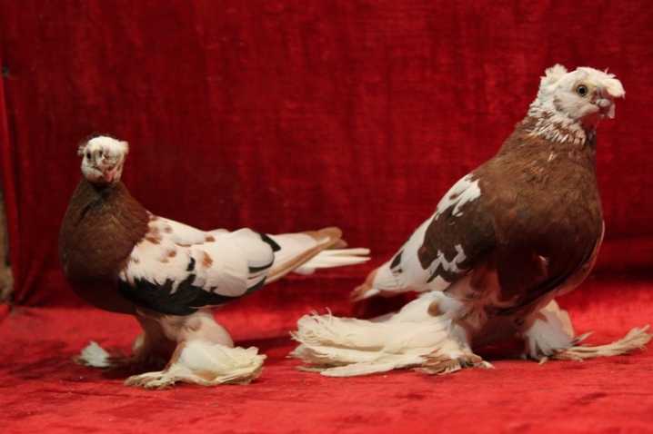 Узбекские голуби: породы и виды голубей, особенности пород, распространение