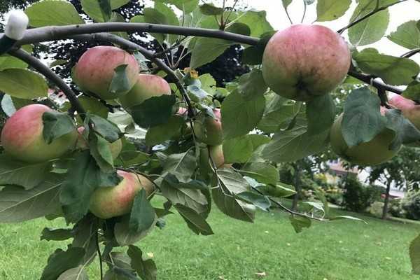 Сорта карликовых яблонь, рекомендуемые для регионов россии