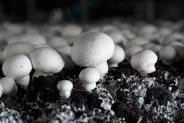 Выращивание грибов в домашних условиях: главные особенности