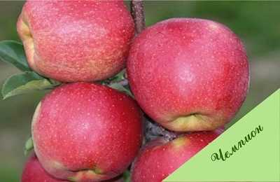 Секреты успешного выращивания яблонь "чемпион"
