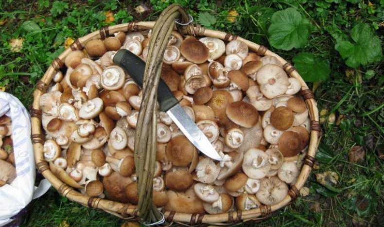 Царь среди грибов: где искать боровик и как отличить его от ложных видов