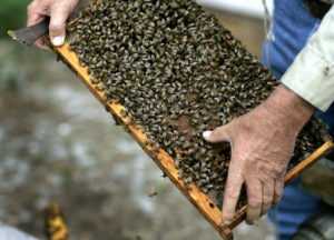 Как сделать отводок пчел | практическое пчеловодство