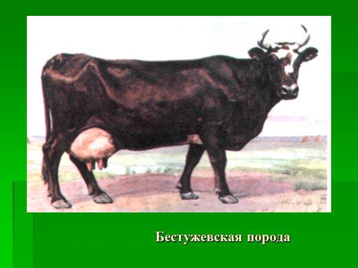 Бестужевская порода коров: характеристика мяса и производительность молока — отзывы владельцев, фото и видео — moloko-chr.ru