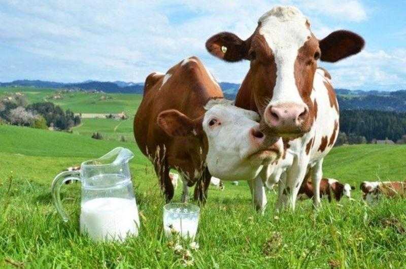 Когда появляется молоко у коровы — способы улучшения молочной продуктивности, особенности первого доения