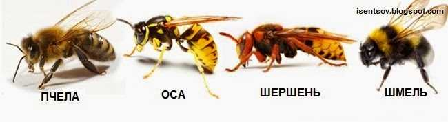 Чем отличаются пчела, шмель, оса и шершень, и кто из них опаснее :: инфониак