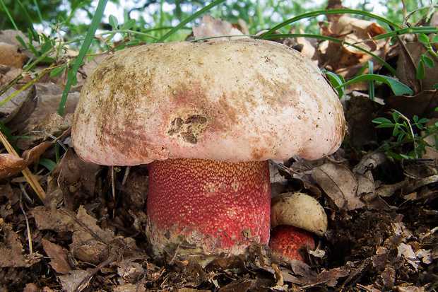 Как выглядит гриб боровик: описание и отличия от других видов
