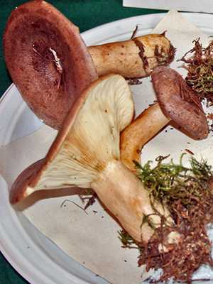 Почему рыжики горчат и как избавить грибы от горечи