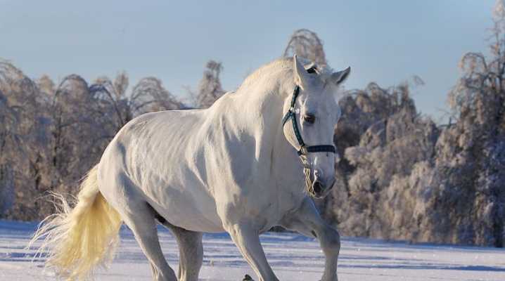 Орловская порода лошадей: описание, фото и видео, характеристики, история, испыания