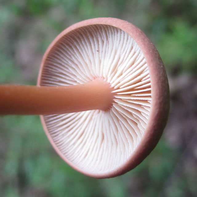 Коллибия водолюбивая (гимнопус водолюбивый, gymnopus aquosus): как выглядят грибы, где и как растут, съедобны или нет