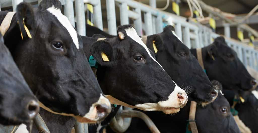 Как определить стельность коровы по молоку: тесты, видео - растения и огород