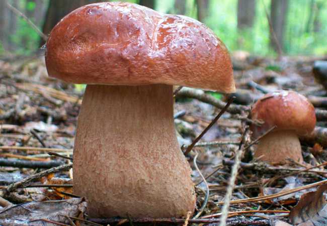 Какие грибы растут весной и где их собирать