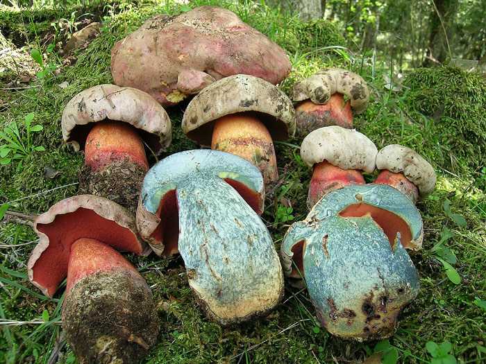 Боровик – царский гриб. виды боровиков