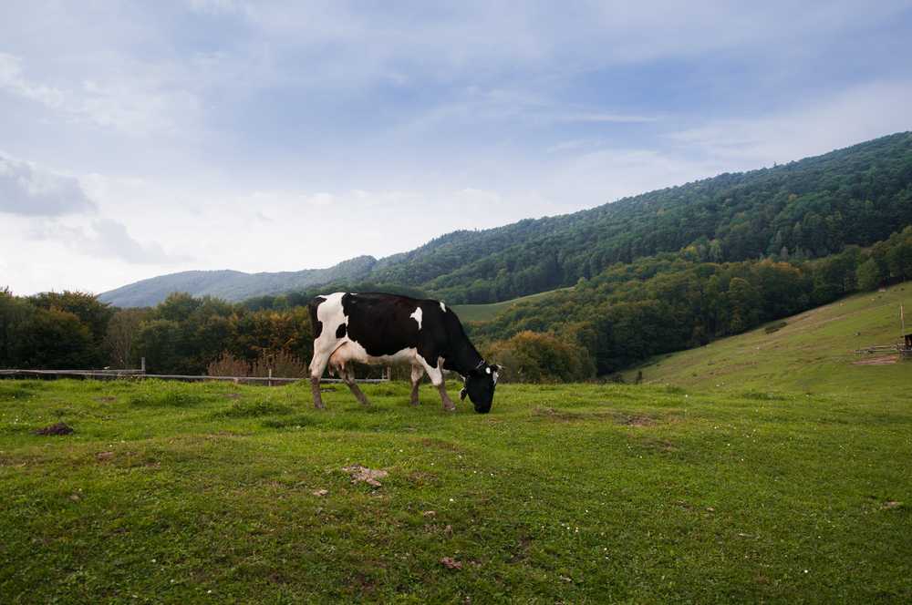 Почему горчит молоко у коровы: причины, что делать
