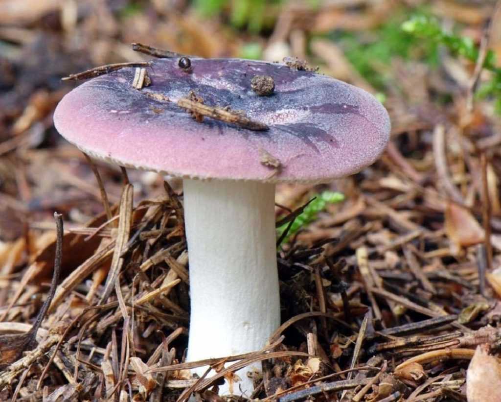 Описание и фото съедобных и несъедобных грибов семейства сыроежковые