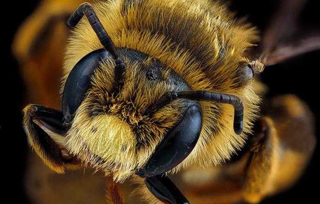 Сколько пар крыльев у медоносной пчелы, лапок: фото, описание. строение медоносной пчелы: описание