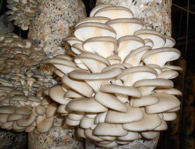 Вешенка – полезный гриб: описание, разновидности, полезные свойства и как можно вырастить в домашних условиях