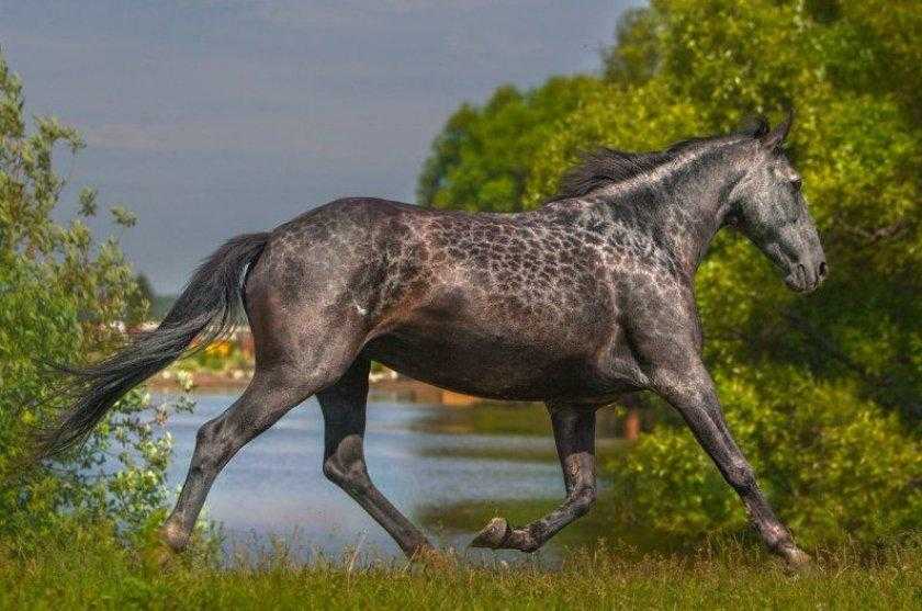 Карачаевская порода лошадей, ее описание, особенности, фото и видео
карачаевская порода лошадей, ее описание, особенности, фото и видео