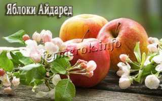 Скороплодная яблоня жемчужное