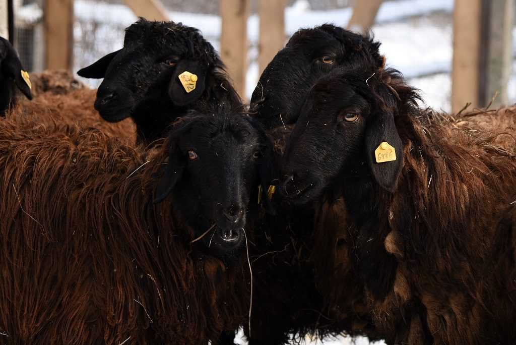 Английские традиции в российских реалиях: куйбышевская порода овец