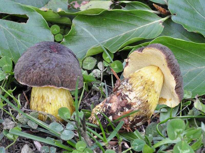 Гриб моховик желто-бурый: описание, фото, польза и вред гриба