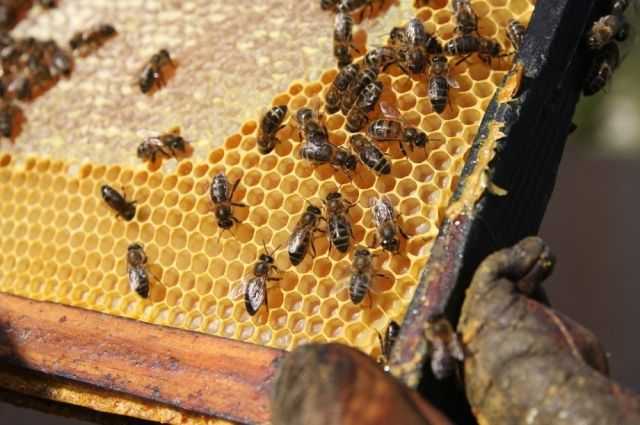 Функциональное назначение пчелиных сот, их виды и размеры. Процесс выработки воска и постройки сот пчелами. Запечатывание сот с медом.