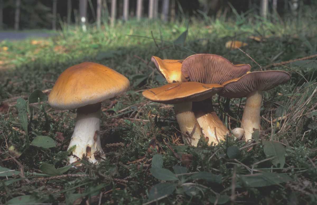 Лепиота-паутинник (lepiota cortinarius) –  грибы сибири