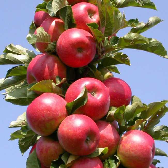 Описание сорта яблони московское ожерелье: фото яблок, важные характеристики, урожайность с дерева