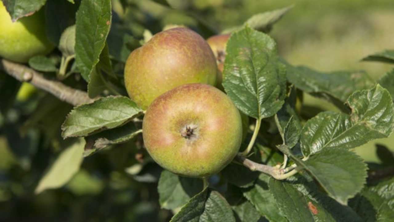 Некоторые осенние сорта яблони