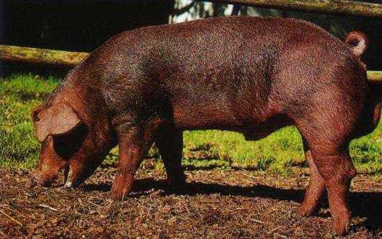 Характеристика и описание свиньи мангал
