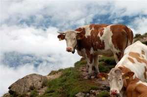 Фермерам на заметку — как определить стельность коровы